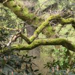 Bois des Moutiers (45) Mai 2012