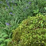 Bois des Moutiers (47) Mai 2012