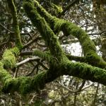 Bois des Moutiers (58) Mai 2012