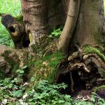 Bois des Moutiers (68) Mai 2012