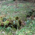 Bois des Moutiers (123) mars 2012