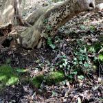 Bois des Moutiers (132) mars 2012