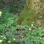 Bois des Moutiers (136) mars 2012