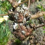 Bois des Moutiers (139) mars 2012