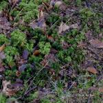 Bois des Moutiers (39) mars 2012