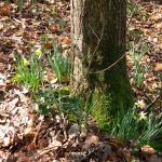 Bois des Moutiers (42) mars 2012