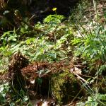 Bois des Moutiers (91) mars 2012