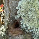 Lichen