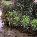 Veules les Roses (8)