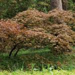 Bois des Moutiers (69) Mai 2012