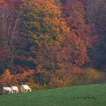 Chant d'automne 2012 (23)