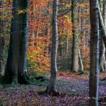 Chant d'automne 2012 (25)