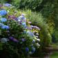 Le chemin des hortensias