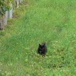 Chat vigneron Alsacien