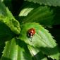 Coccinelle