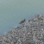 Rencontre au Hourdel