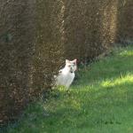 Saint Aubin le Cauf (2)