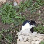 Veules les Roses (1)