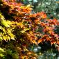 Bokeh de feuilles