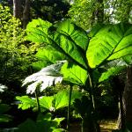 Dans les feuilles géantes