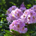 Rhododendrons