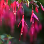 Eté indien au Bois des Moutiers 4